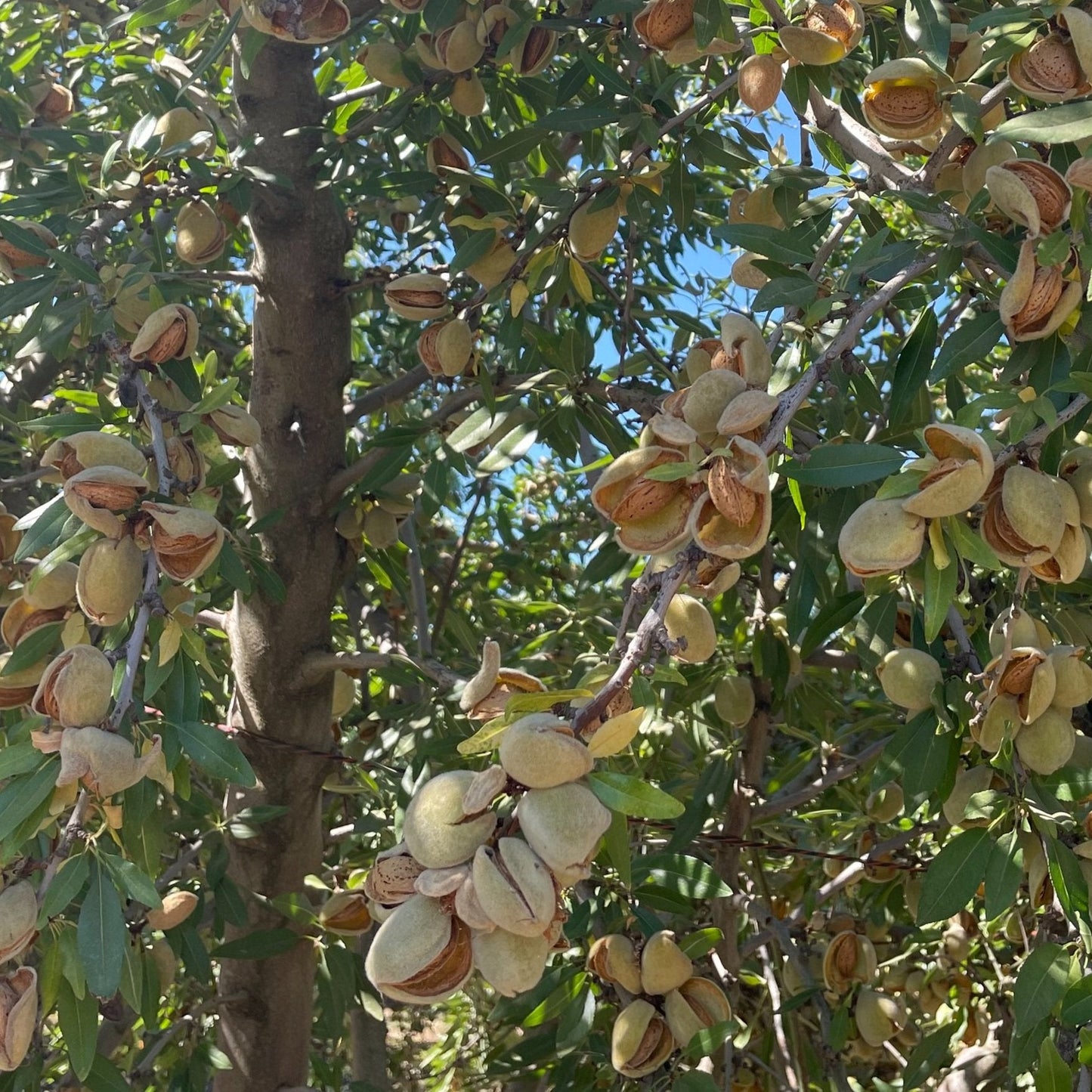 Nonpareil Almond - 5 Gallon - #1104