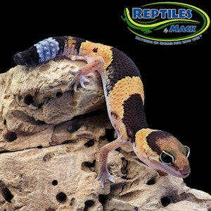 Gecko African Fat Tail - #28190