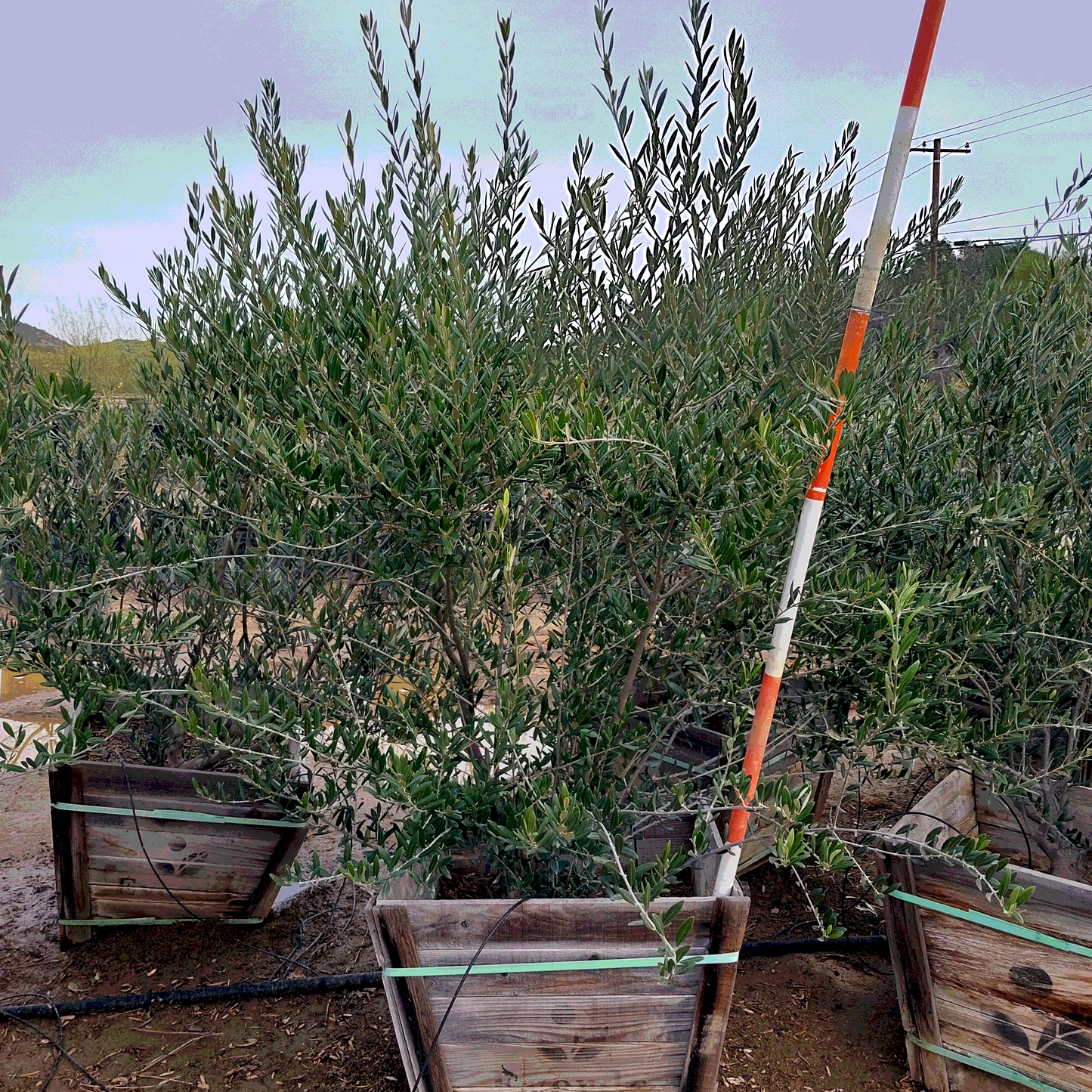 Fruitless Olive Multi-Trunk - 24" Box - #32747