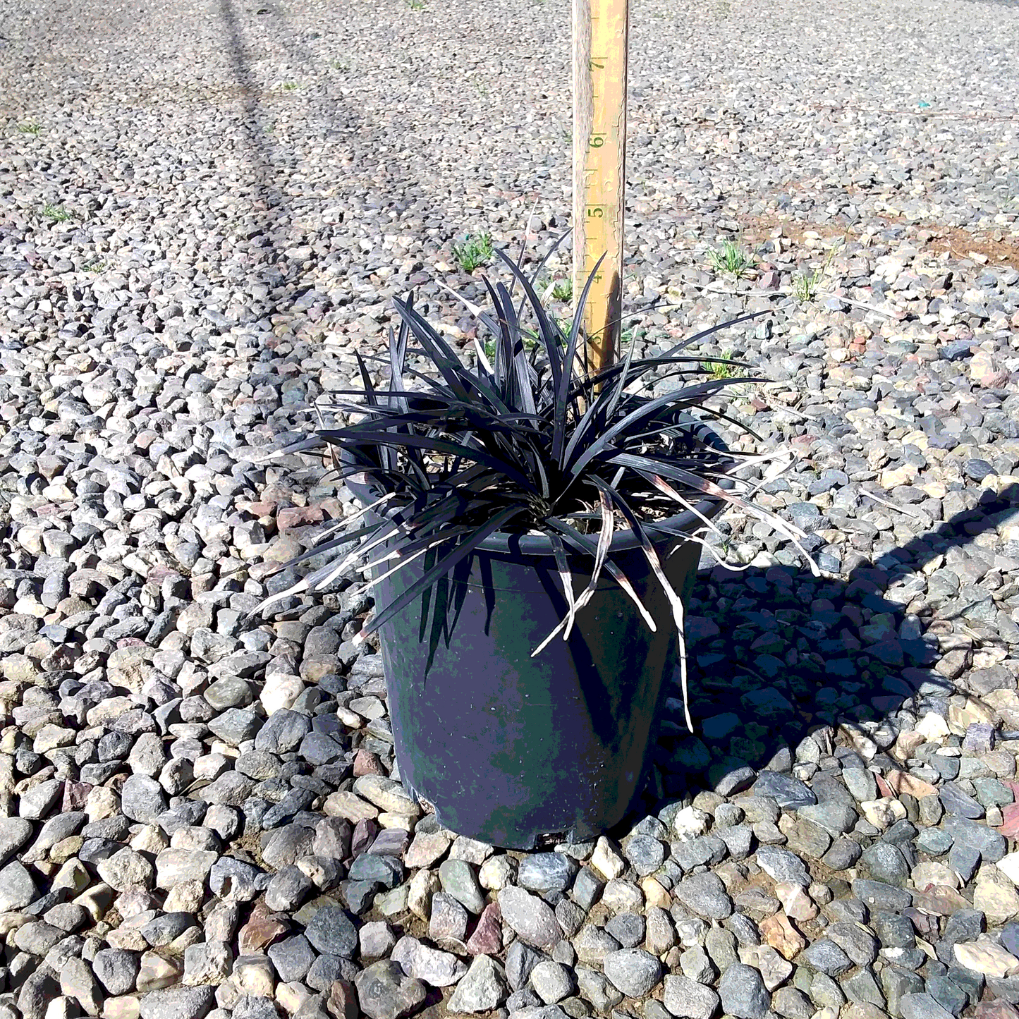 Black Mondo Grass - 1 Gallon