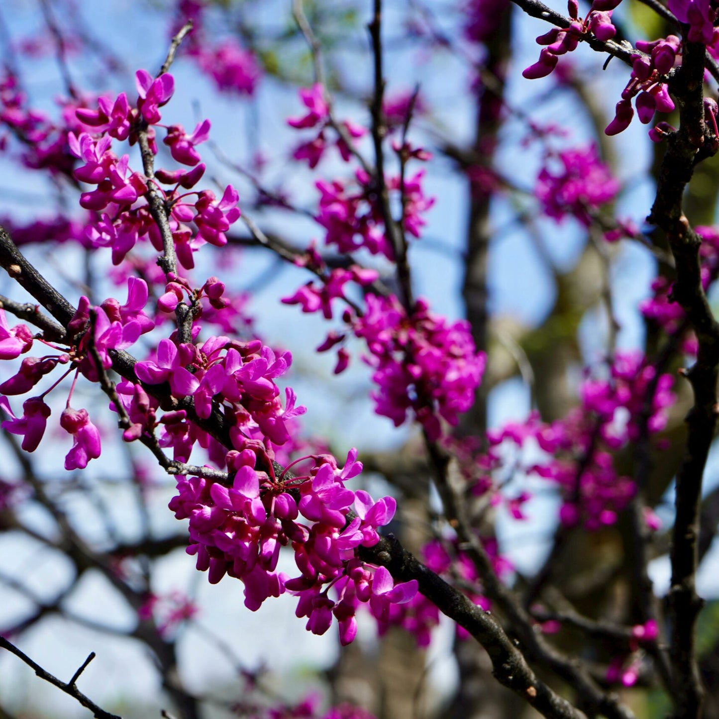 Oklahoma Redbud - Grow Bag - #31723