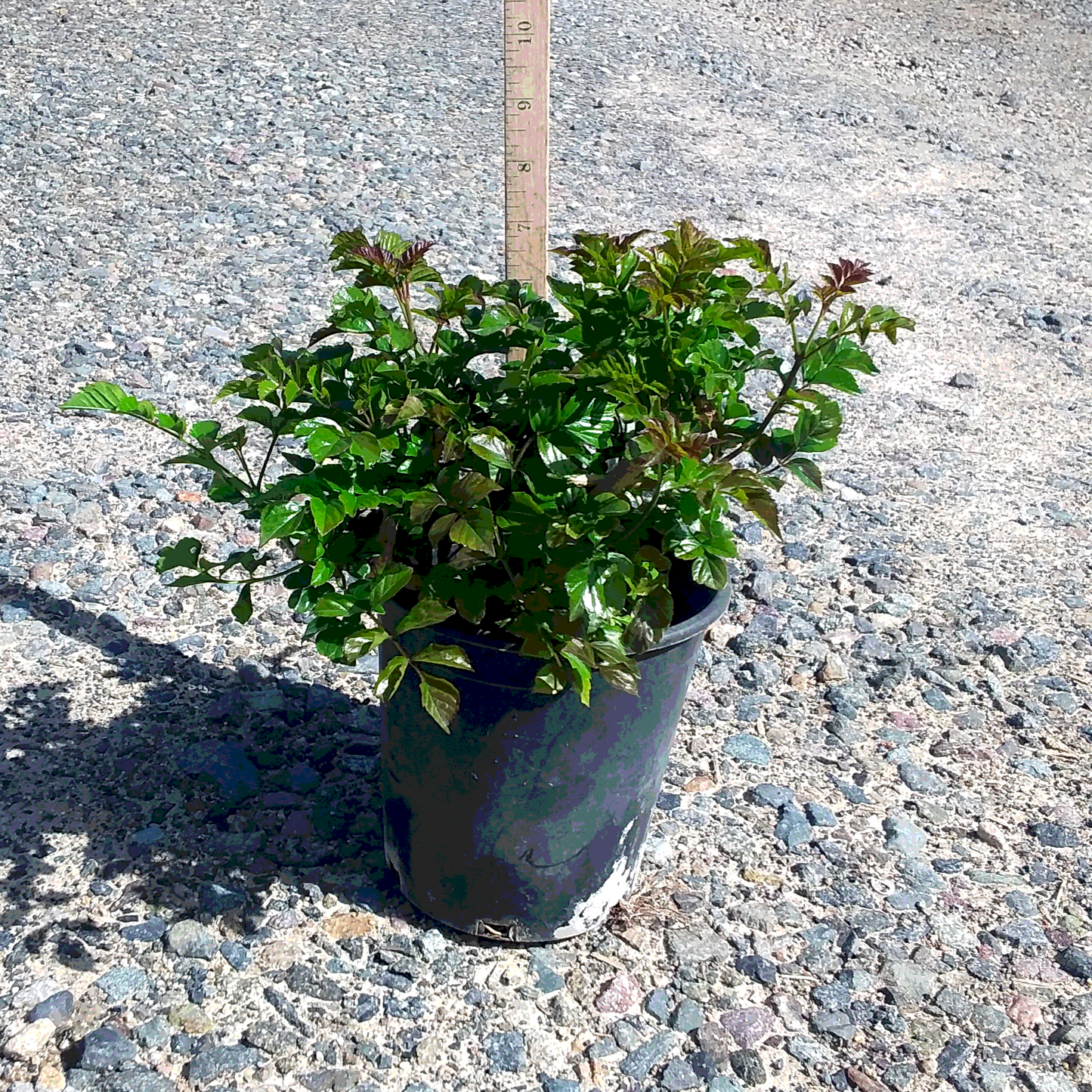 Orange Cape Honeysuckle - 1 Gallon - #442