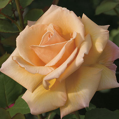 Rose Over the Moon - Hybrid Tea - TNP - #27437