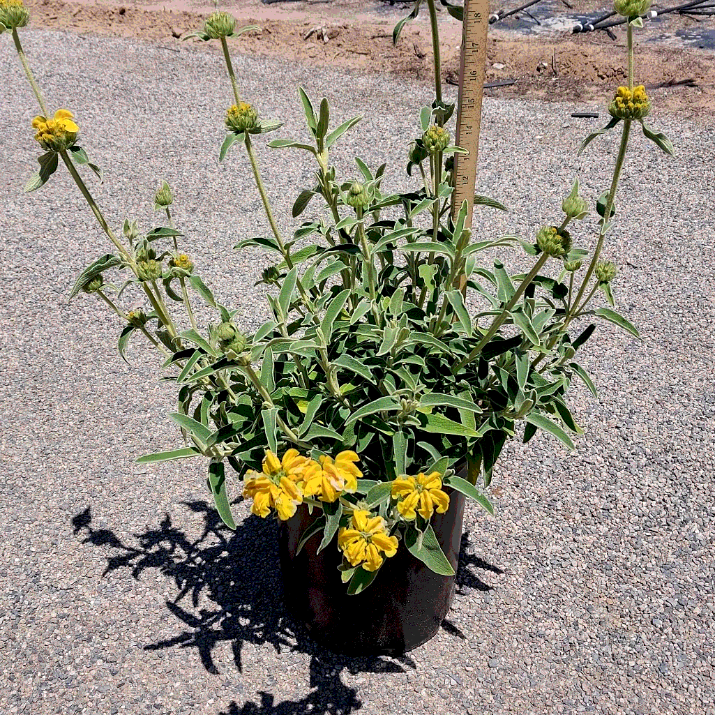 Jerusalem Sage - 5 Gallon - #32937