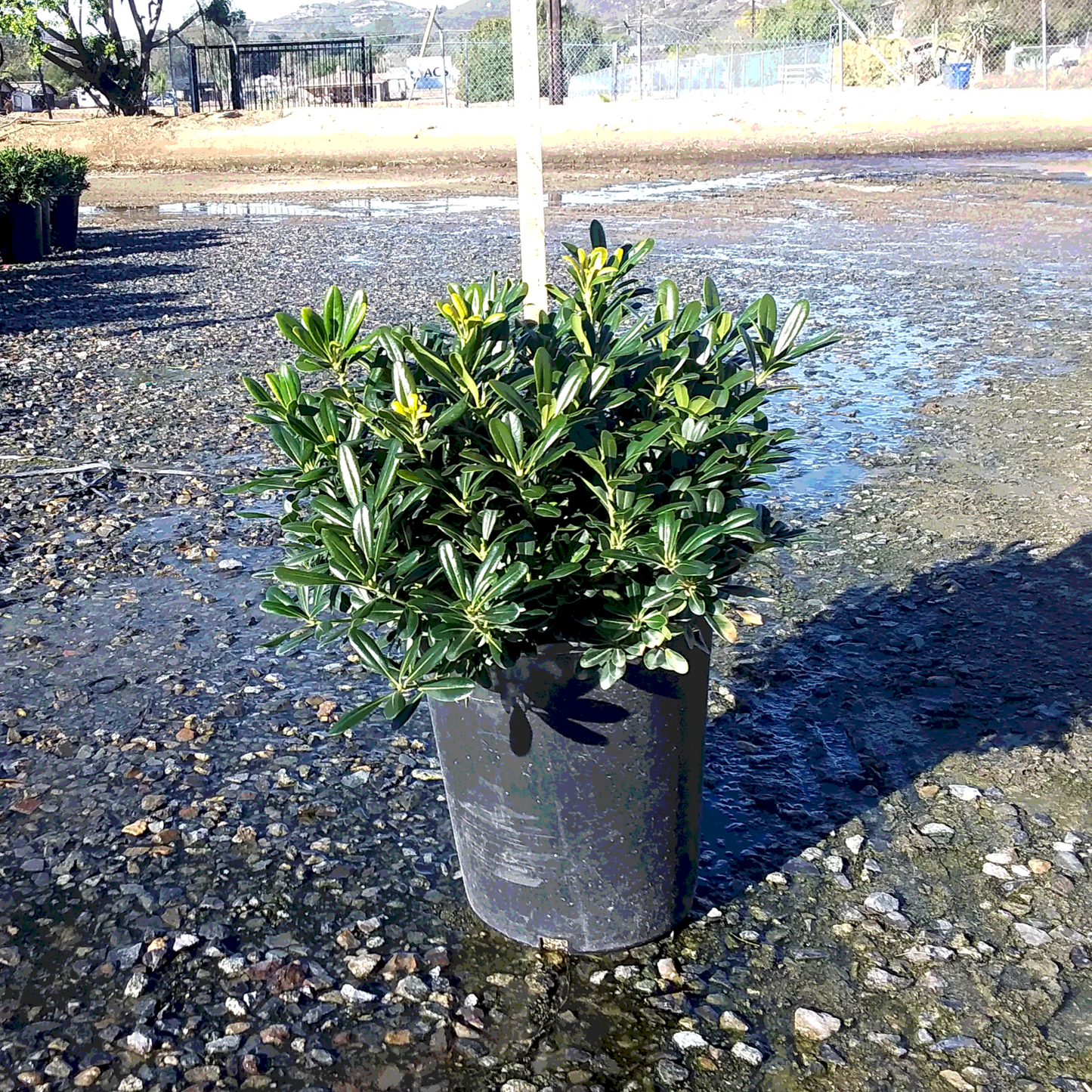 Mock Orange 'Wheeler's Dwarf' - 5 Gallon - #590
