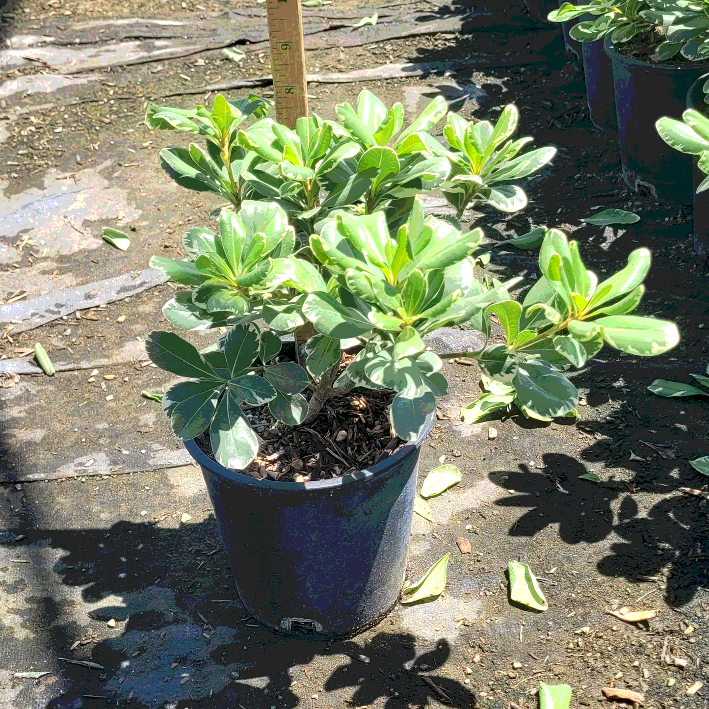 Mock Orange 'Variegated' - 1 Gallon - #588