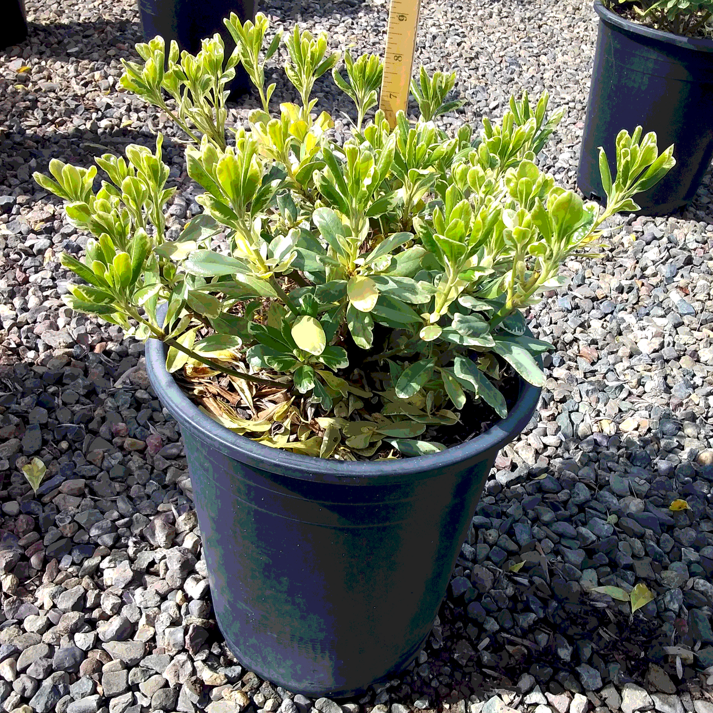 Mock Orange 'Variegated' - 5 Gallon - #1362