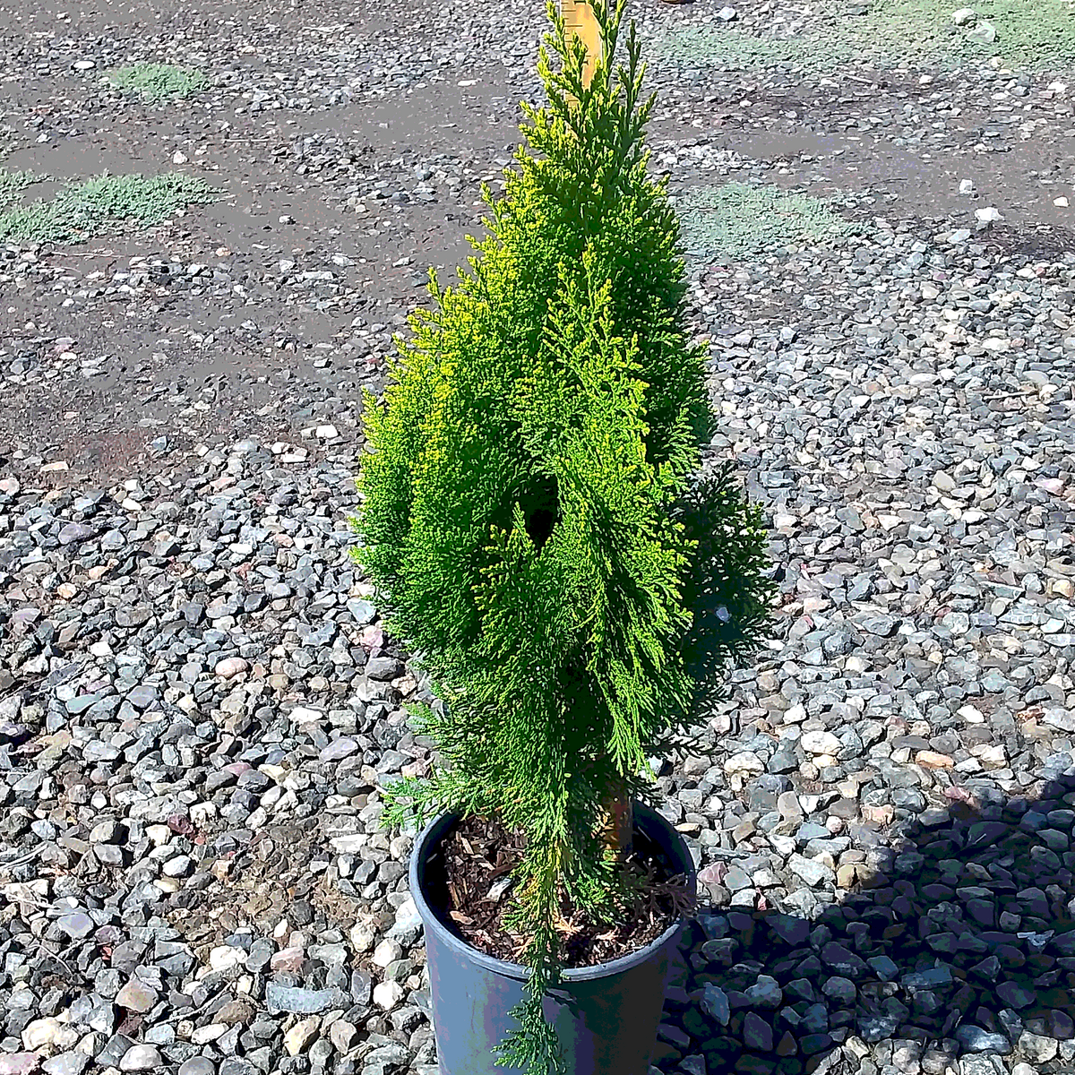 Dwarf Golden Thuja - 1 Gallon - #2950
