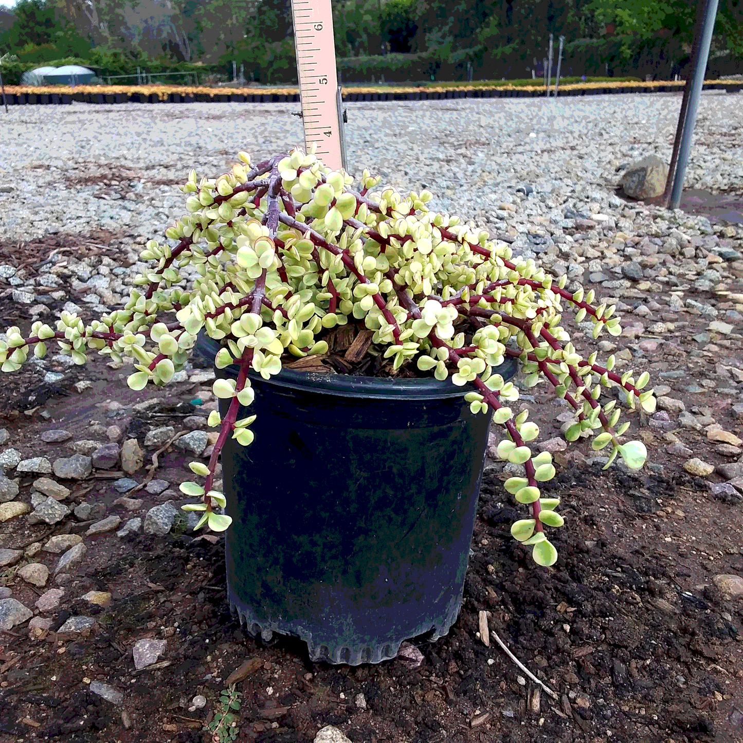 Variegated Elephant Bush - 1 Gallon - #25137