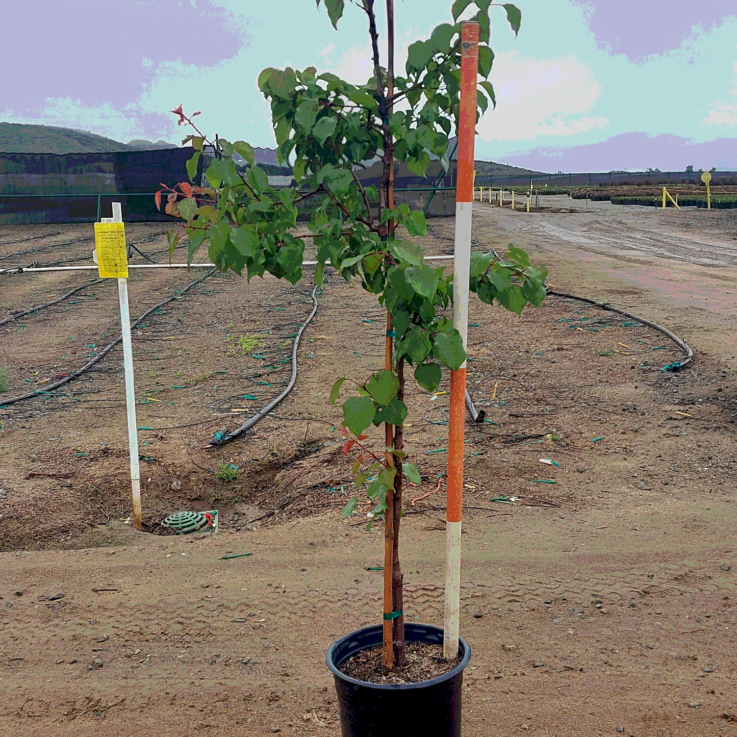 Apricot 'Patterson' - 5 Gallon - #32072