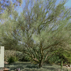 Palo Verde Blue - 15 Gallon - #6010