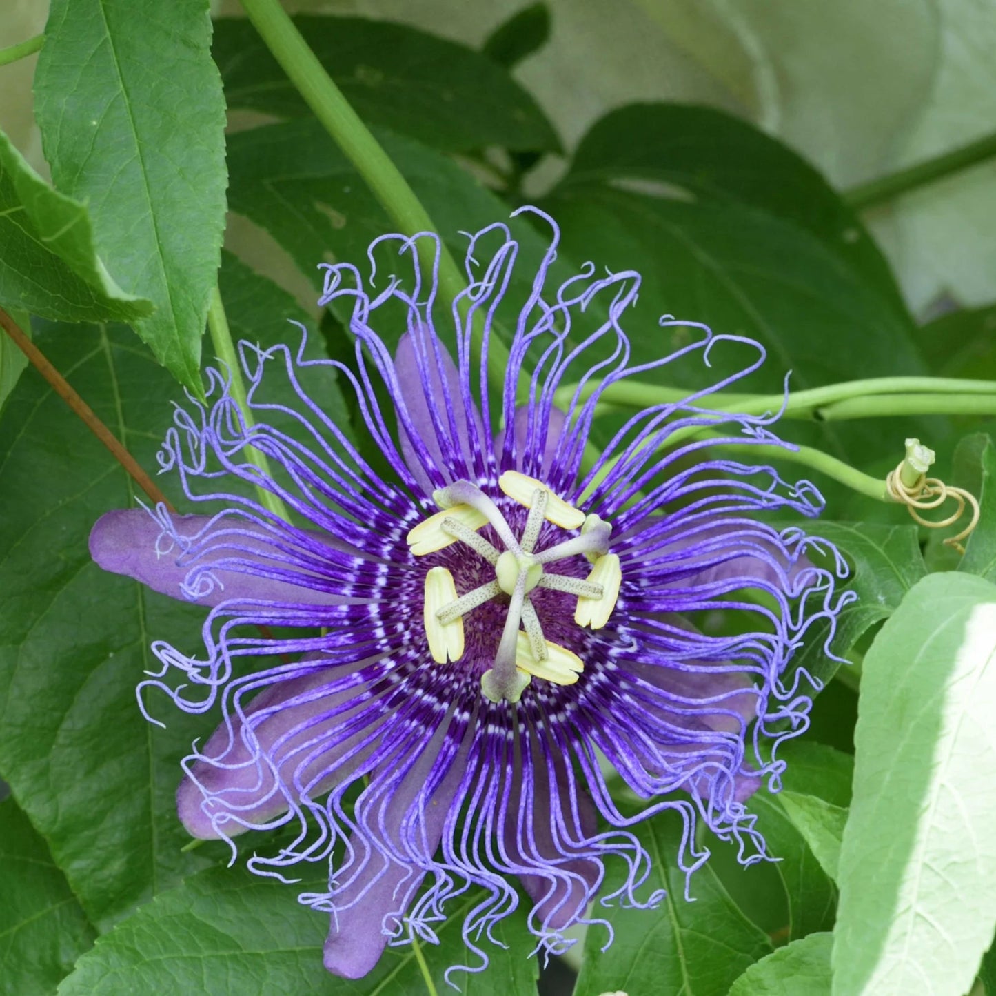 Passion Vine 'Incense' Staked - 5 Gallon - #32028