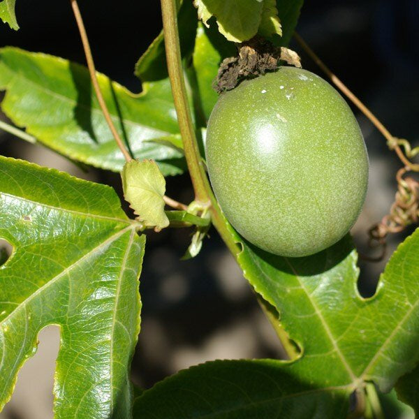 Passion Vine 'Fruiting' - 5 Gallon - #3584 - Special Order