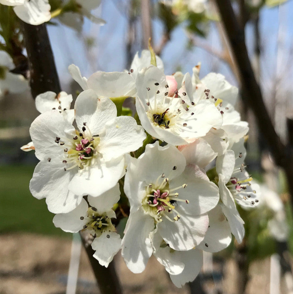 Ornamental Aristocrat Flowering Pear - 15 Gallon - #609
