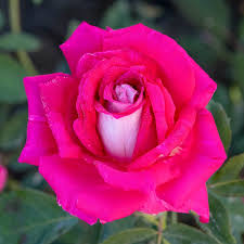 Rose Picture Perfect - Hybrid Tea - TNP - #29784