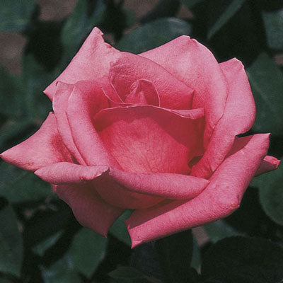Rose Pink Peace - Hybrid Tea - TNP - #27432