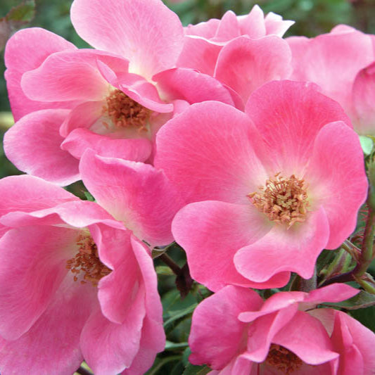 Rose 'Pink Knockout' - 3 Gallon - #30238