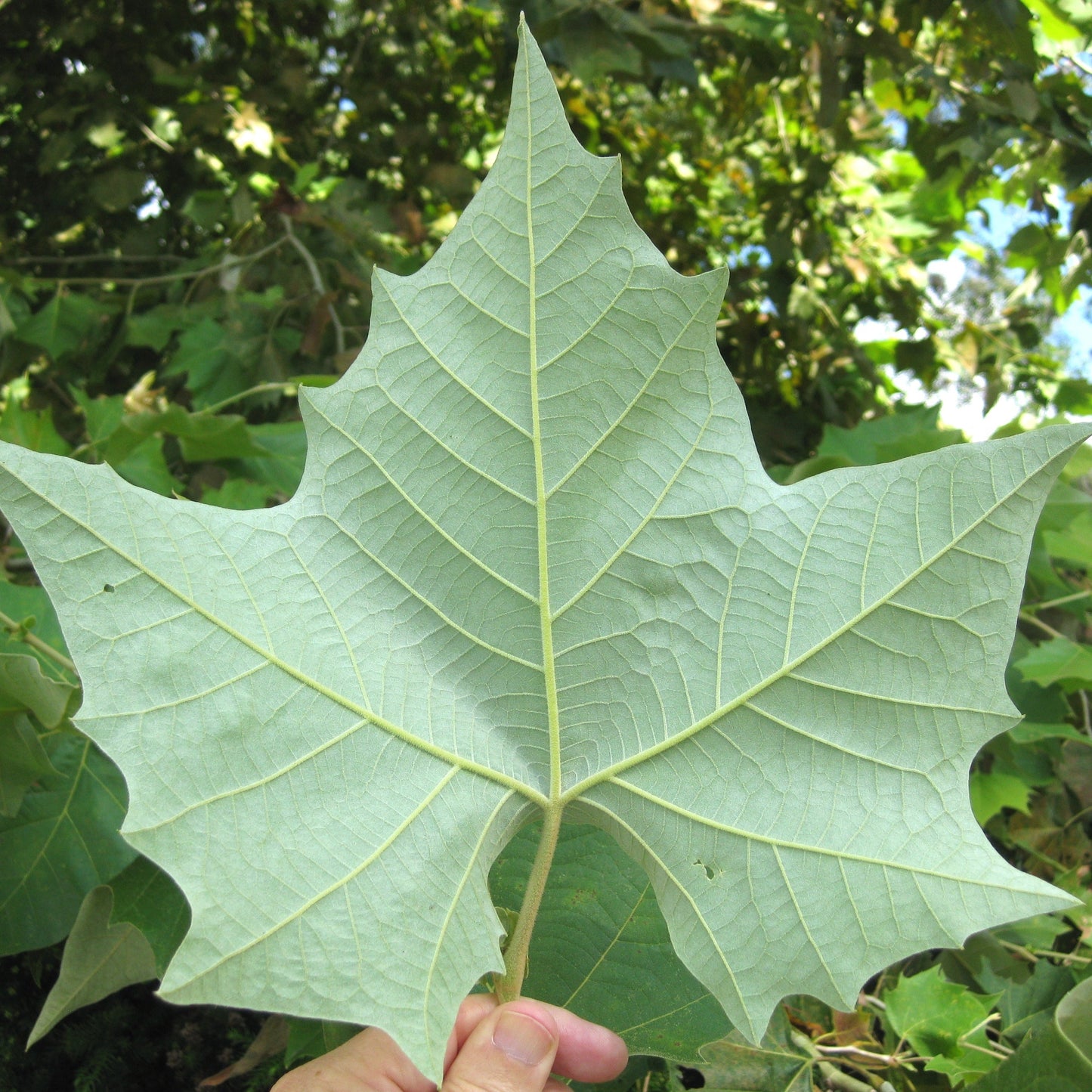 Mexican Sycamore - Grow Bag - #31725