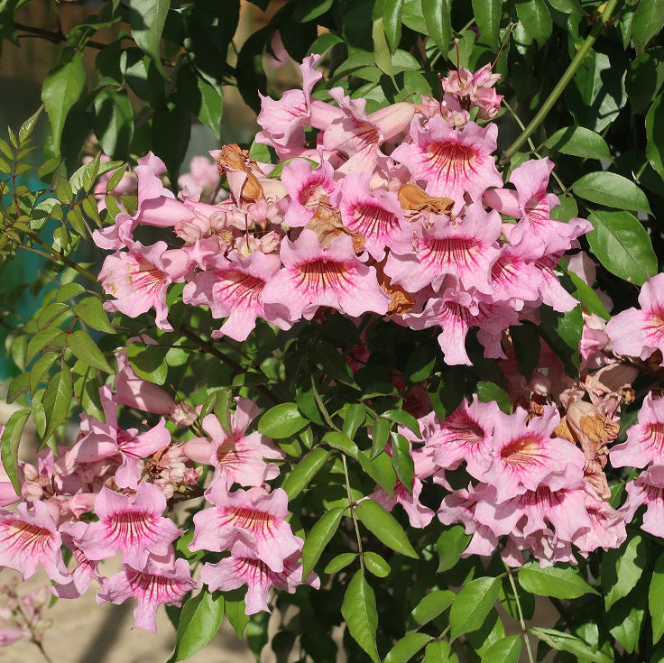Pink Trumpet Vine - 3 Gallon - #32946