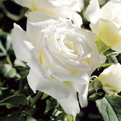 Rose Pope John Paul II - Hybrid Tea - TNP - #27468