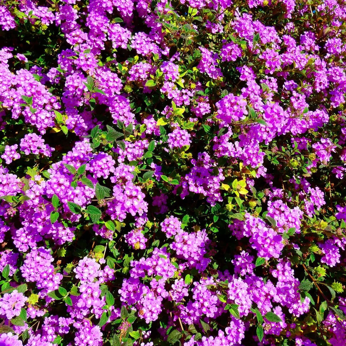 Super Purple Lantana - 5 Gallon - #31939