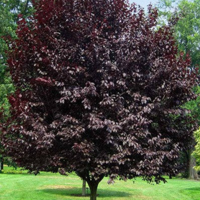 Purple Flowering Plum Grow Bag - #31706