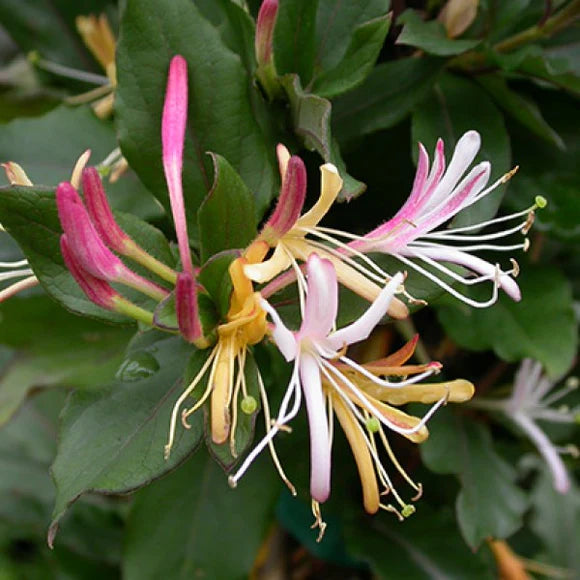 Purple Leaf Honeysuckle - Staked - 1 Gallon - #553