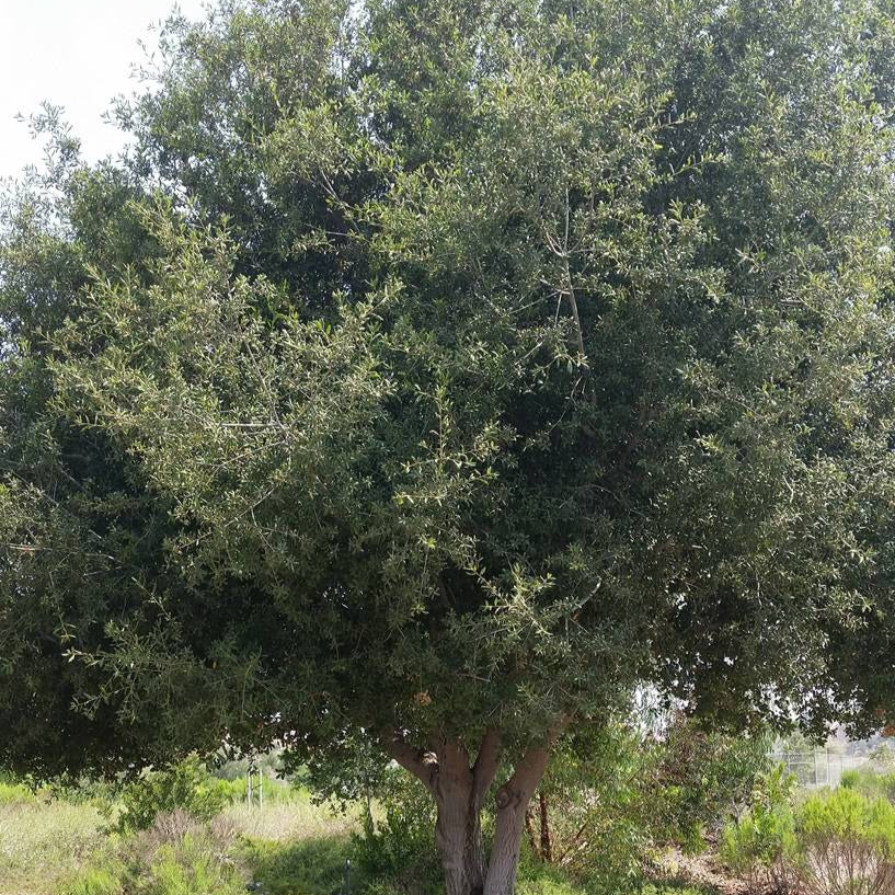 Southern Live Oak - 15 Gallon - #290
