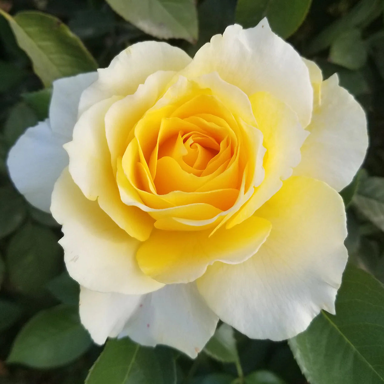 Rose Quest for Zest - Grandiflora - TNP - #32625