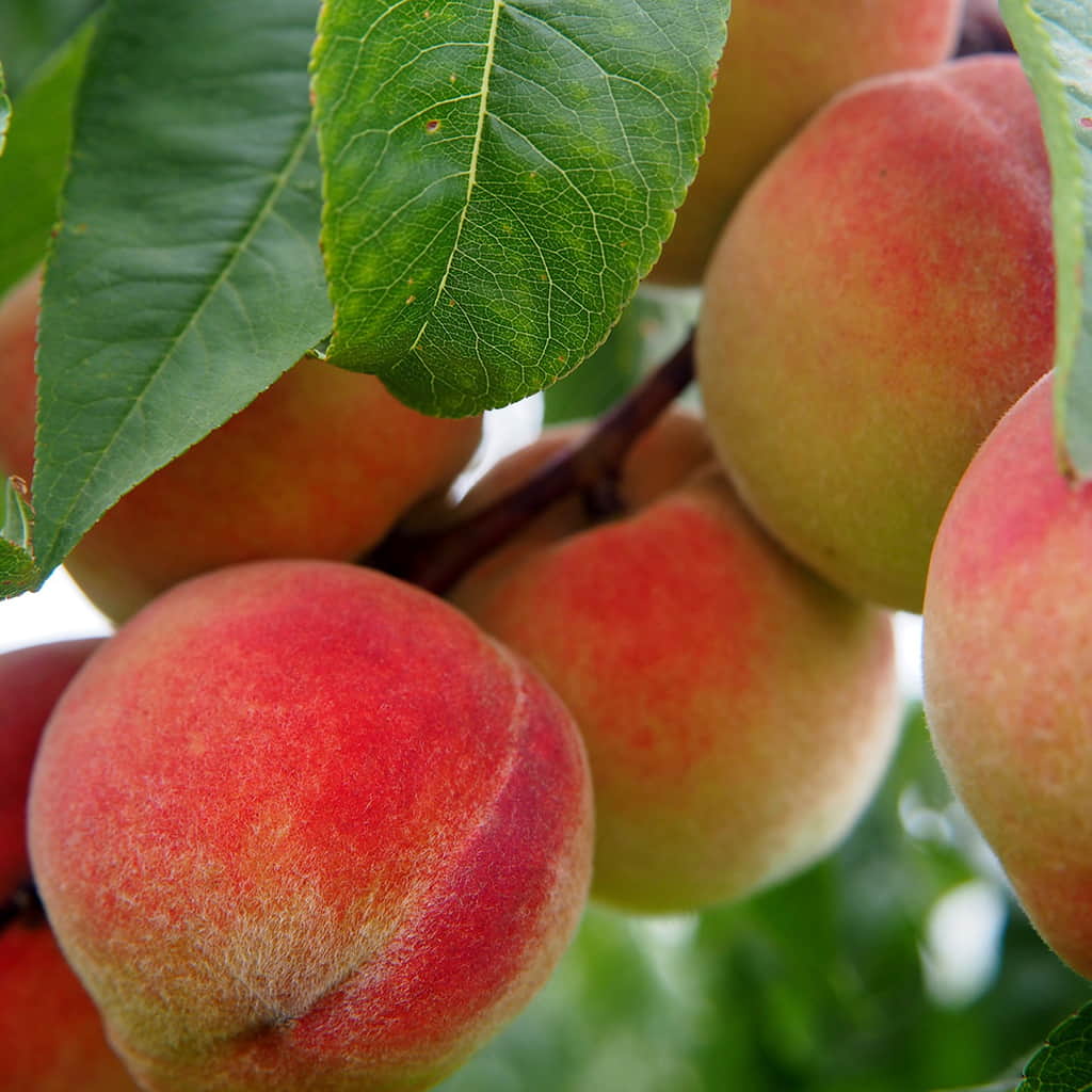 Red Baron Peach - 5 Gallon - #15484