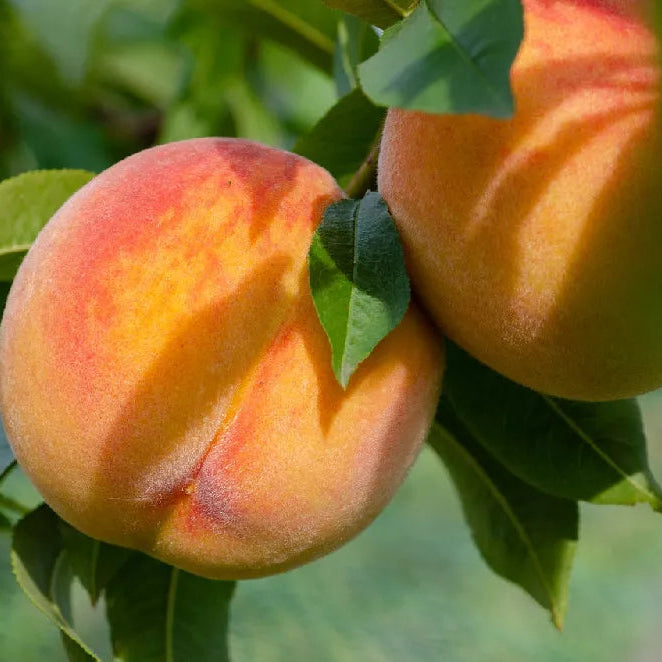 Peach 'Red Baron' - Grow Bag - #29629