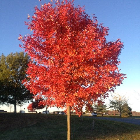 Maple 'Red October Glory' - Grow Bag - #24990