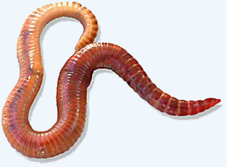 Live Red Wrigglers / Wigglers - #32858