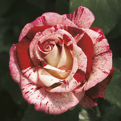 Rose Rock & Roll - Grandiflora - TNP - #27461