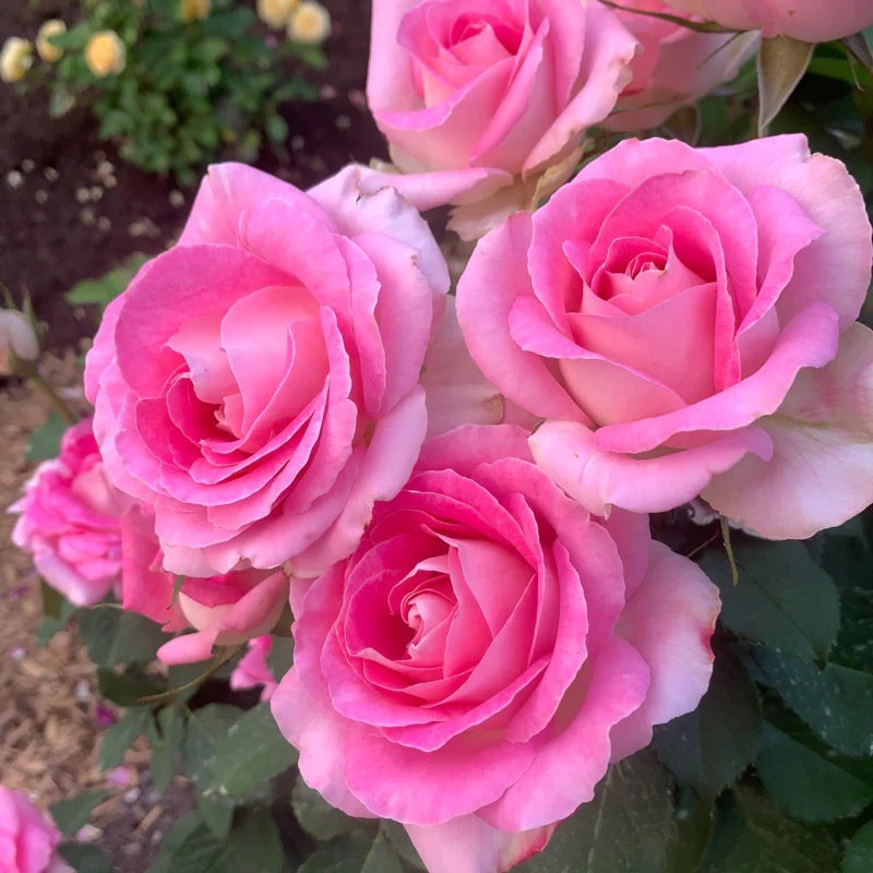 Rose Painted Porcelain - Hybrid Tea - TNP - #29783