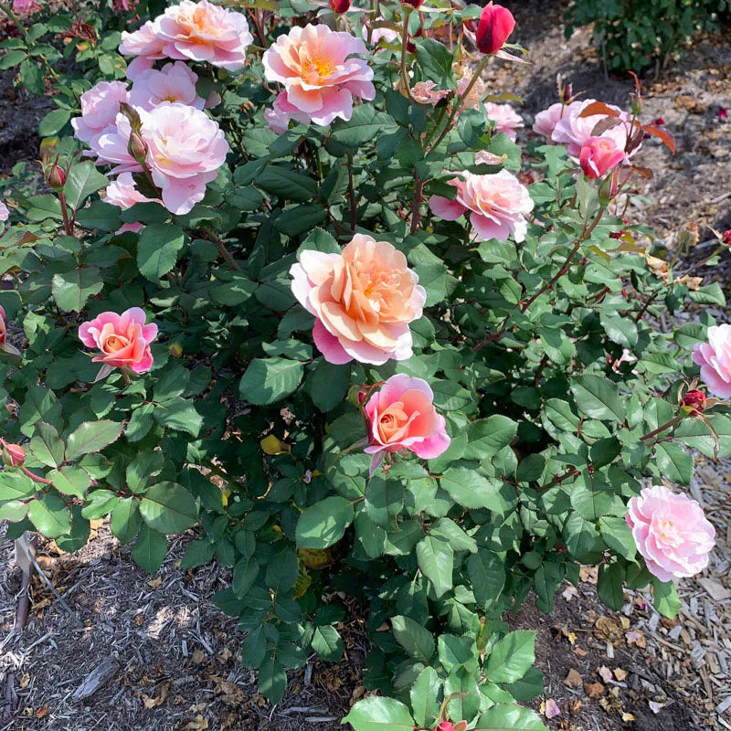 Rose Distant Drums - Floribunda - TNP - #29763