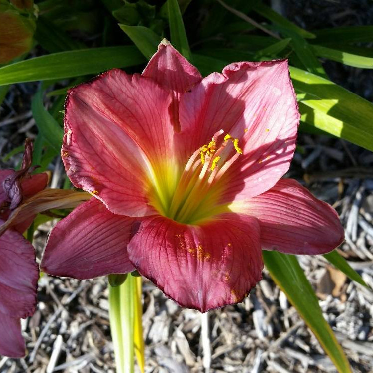 Rose Cherub Daylily - 1 Gallon - #30219