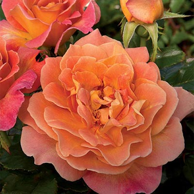 Rose Rosie the Riveter - Floribunda - TNP - #32630