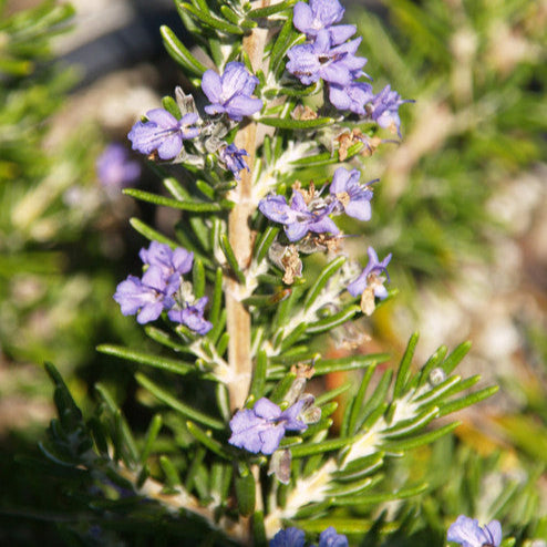 Rosemary 'Huntington Carpet' - 1 Gallon - #16741