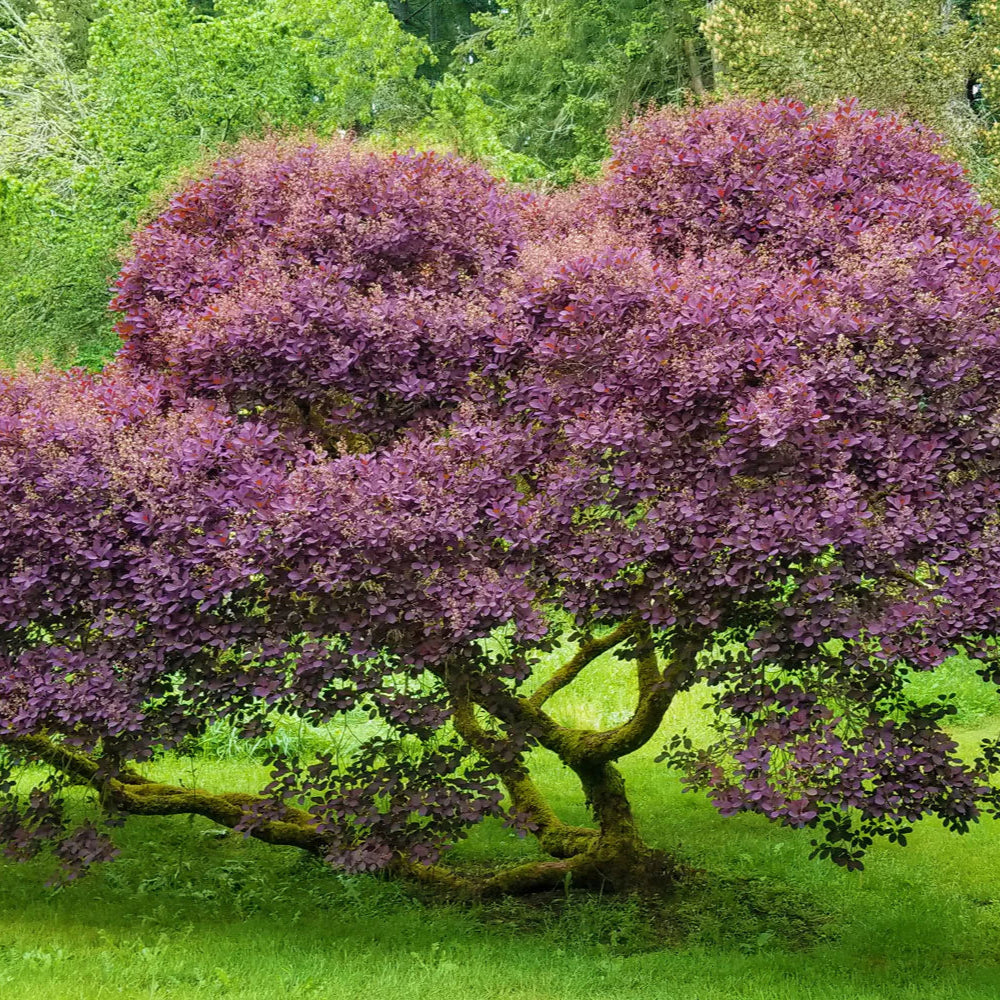 Royal Purple Smoke Tree - Grow Bag - #31724