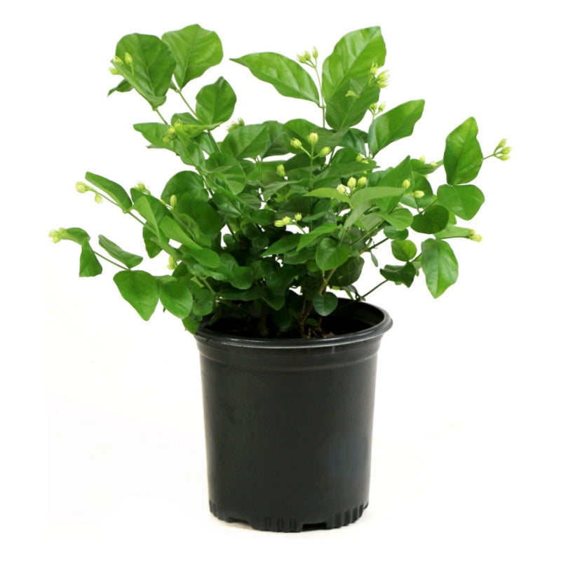 Arabian Jasmine - 3 Gallon - #32877