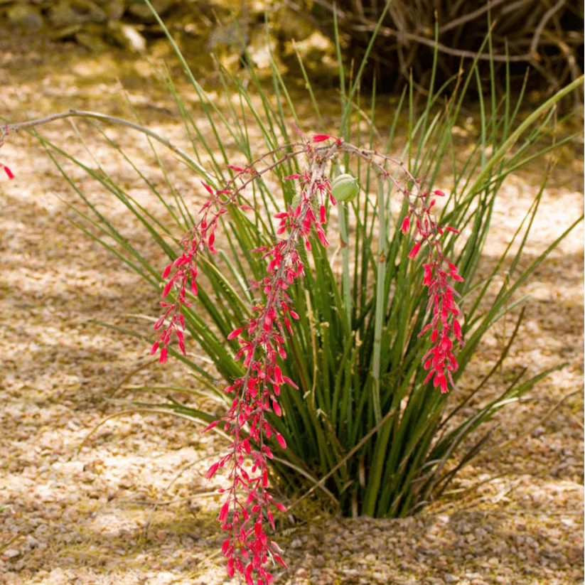 Yucca 'Dwarf Red Stoplights' - 1 Gallon - #31408
