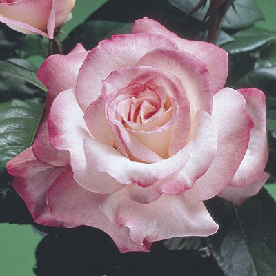 Rose Secret - Hybrid Tea - TNP