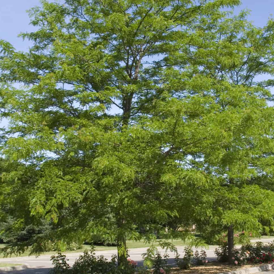 Honeylocust Shademaster - Grow Bag - #31717