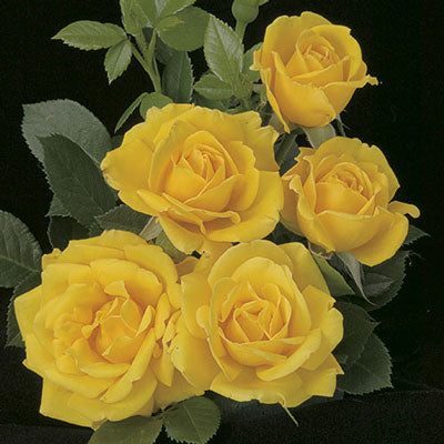 Rose Shockwave - Floribunda - TNP - #27811