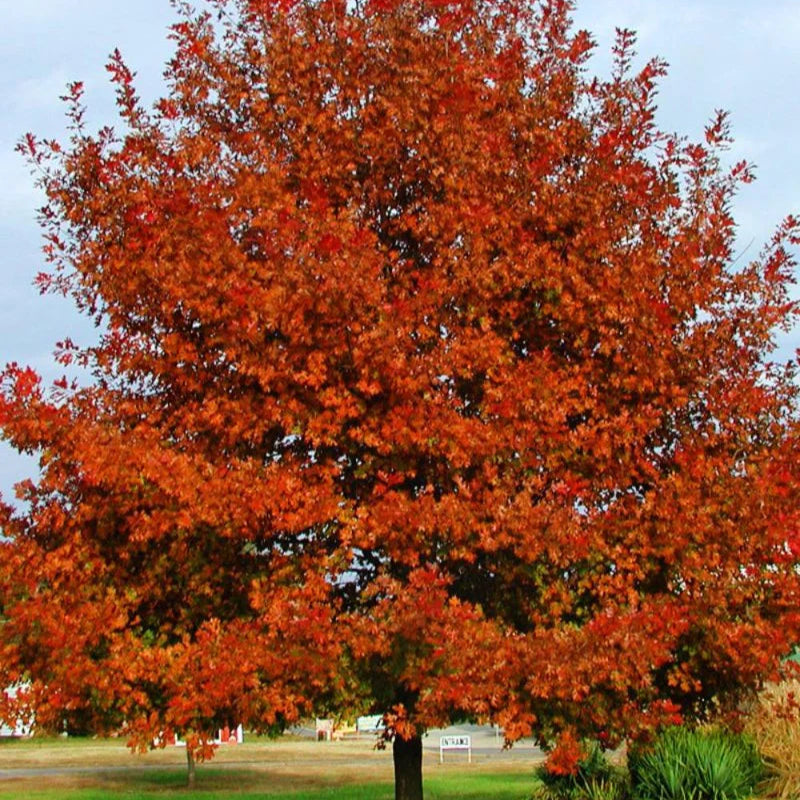 Red Shumard Oak - 15 Gallon - #31636
