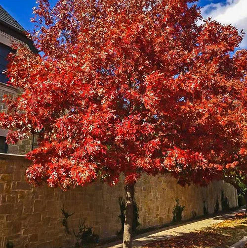 Red Shumard Oak - 30 Gallon - #31513
