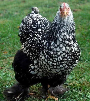 Silver-Laced Cochin chick - Female