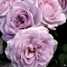 Rose Silver Lining - Floribunda - TNP - #27818