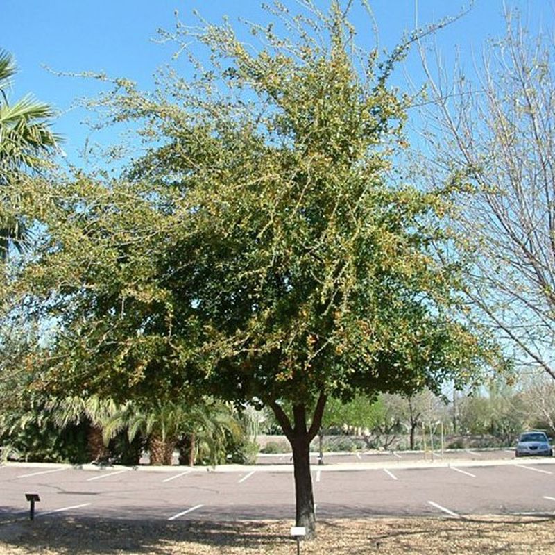 Oak 'Southern Live' - Grow Bag - #18785